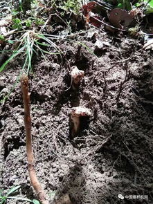 漲知識了,野生天麻原來長這樣