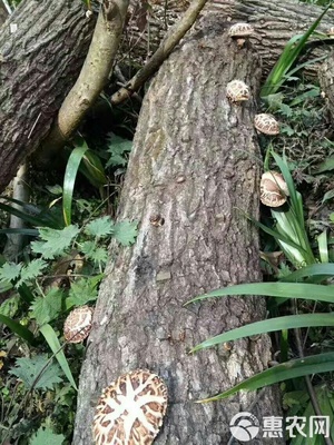 秦嶺深山椴木香菇,入冬新菇,直徑3-5cm,均勻,肉質厚實。