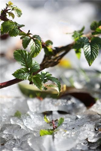 挖天麻的女人,生怕弄傷了那個雄壯的活物