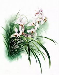 食菌植物天麻 科學(xué)視角下的神秘生命