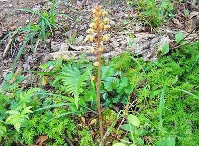 天麻的功效與作用詳解，野生天麻的禁忌及食用方法